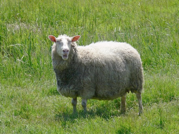 Schaap in de wei