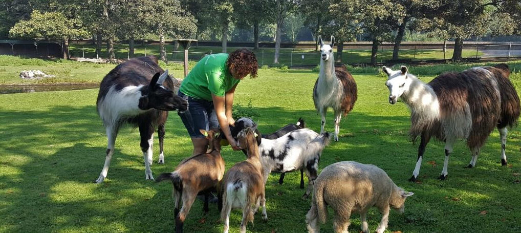 Geiten en lama's bij Hertenkamp Enkhuizen