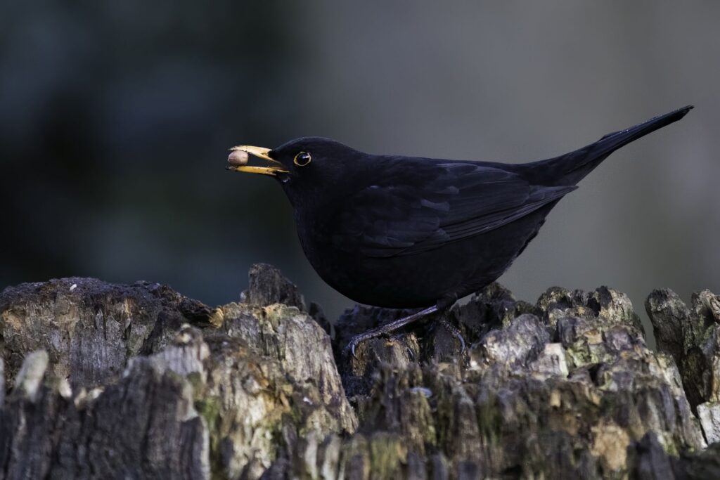 Kerstdiner voor vogels maken